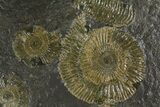 Dactylioceras Ammonite Cluster - Posidonia Shale, Germany #180356-1